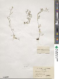 Cardamine parviflora image