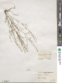 Cardamine parviflora image