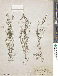 Cardamine parviflora image