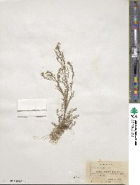 Cardamine parviflora image