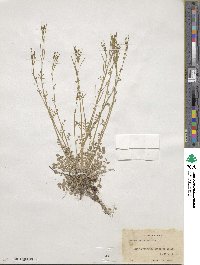 Cardamine parviflora image