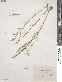 Cardamine parviflora image