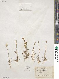 Cardamine parviflora image