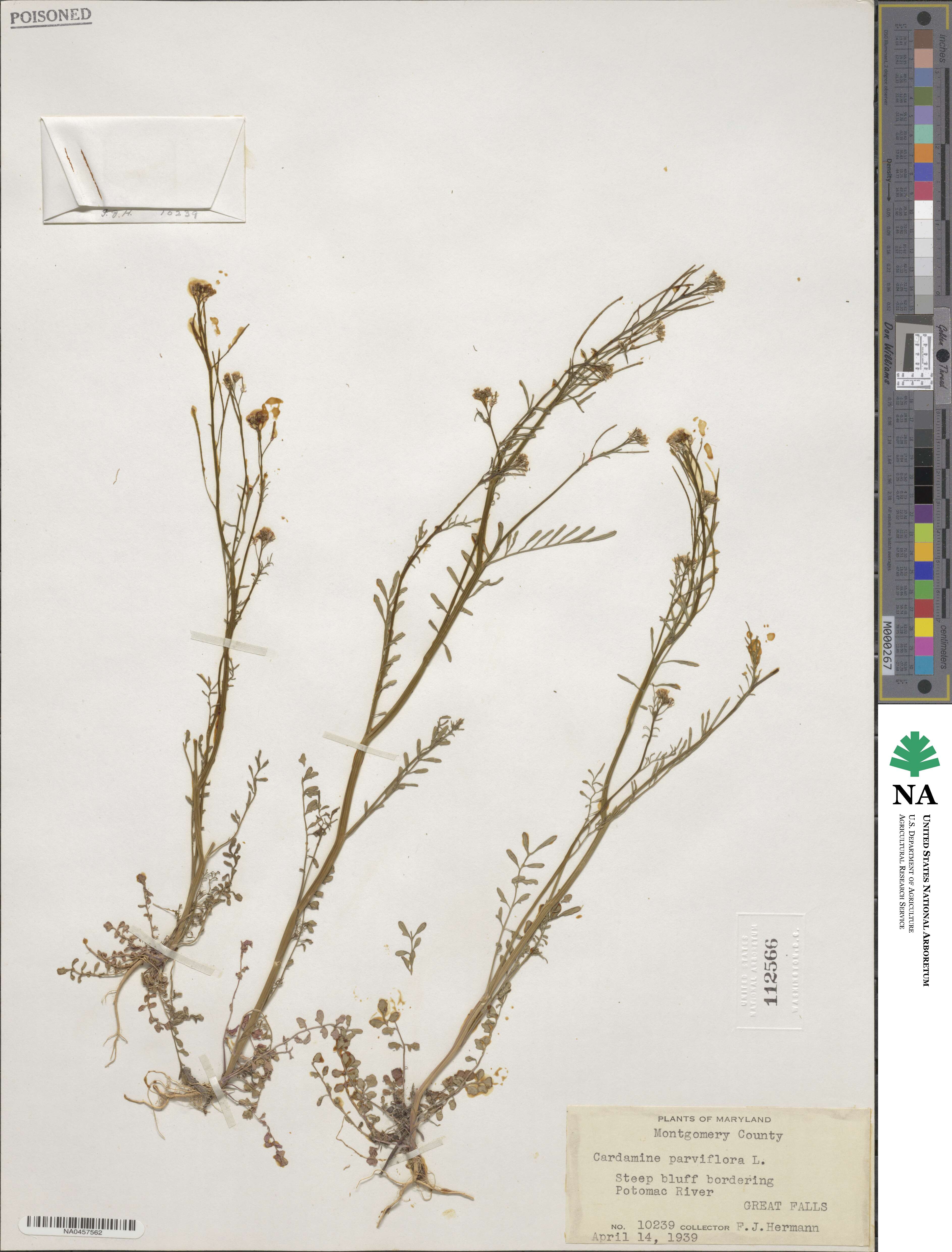 Cardamine parviflora image