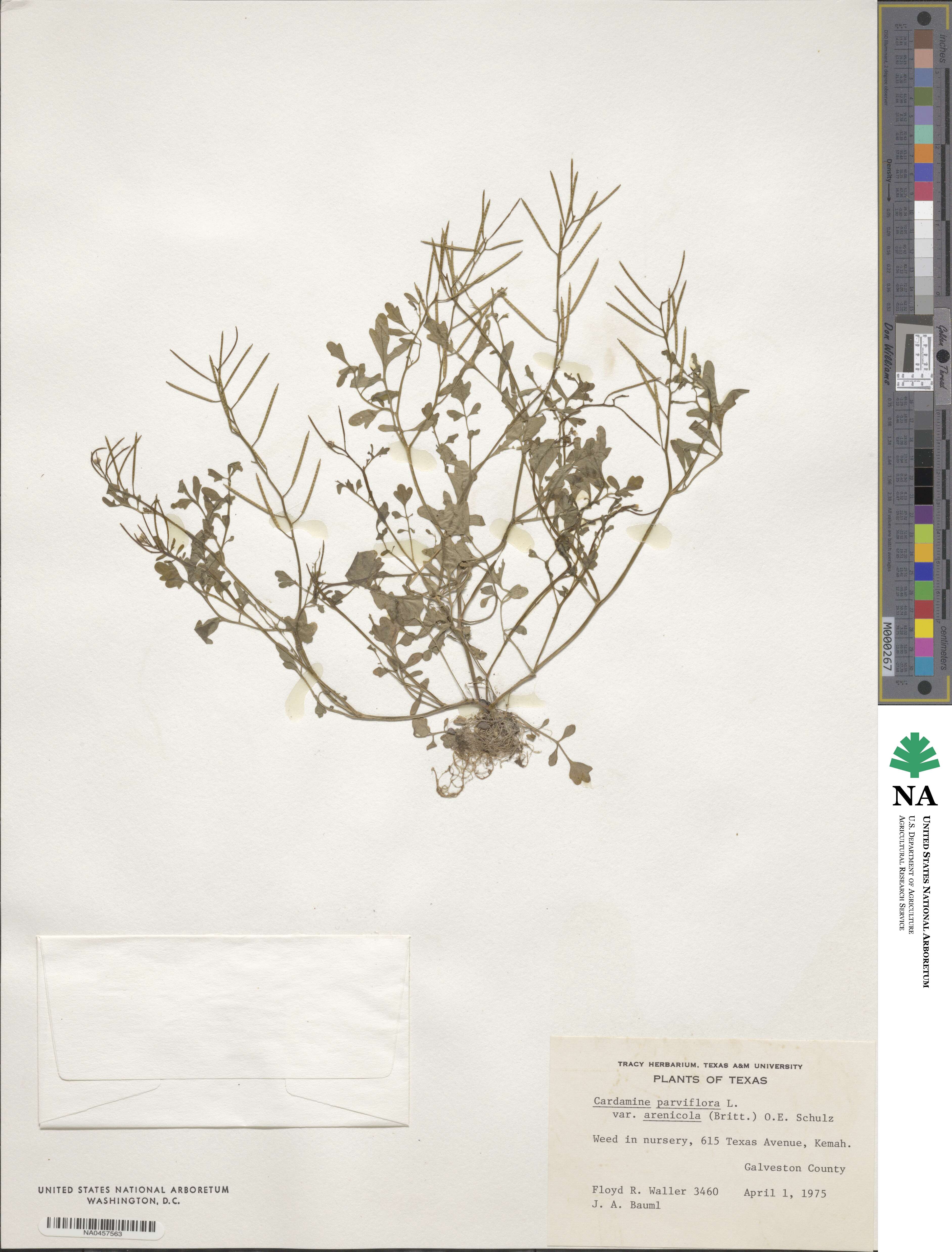 Cardamine parviflora image