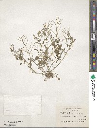 Cardamine parviflora image