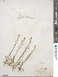 Cardamine parviflora image