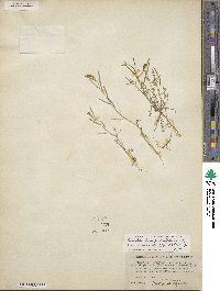 Cardamine parviflora image