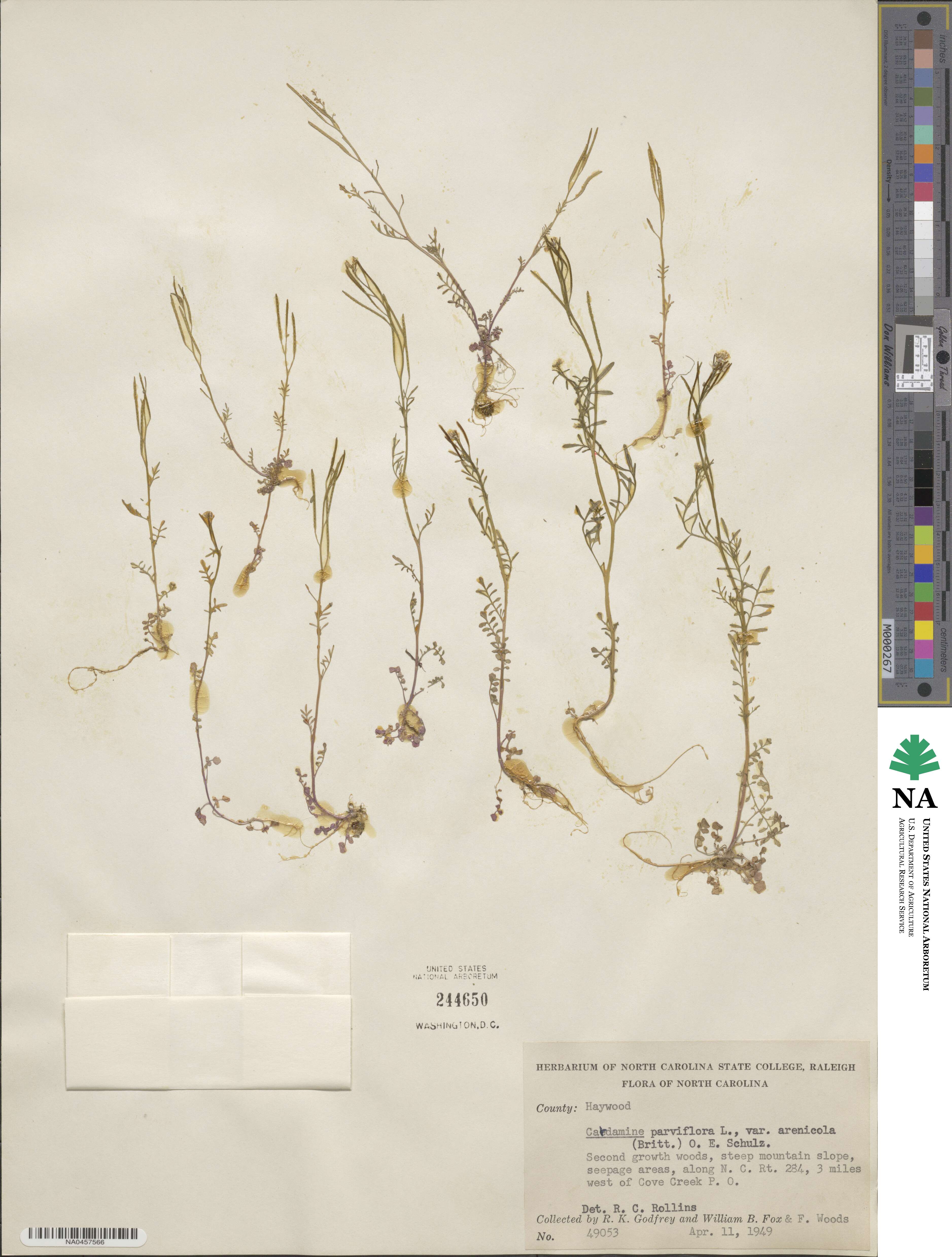 Cardamine parviflora image