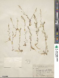 Cardamine parviflora image