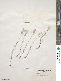 Cardamine parviflora image