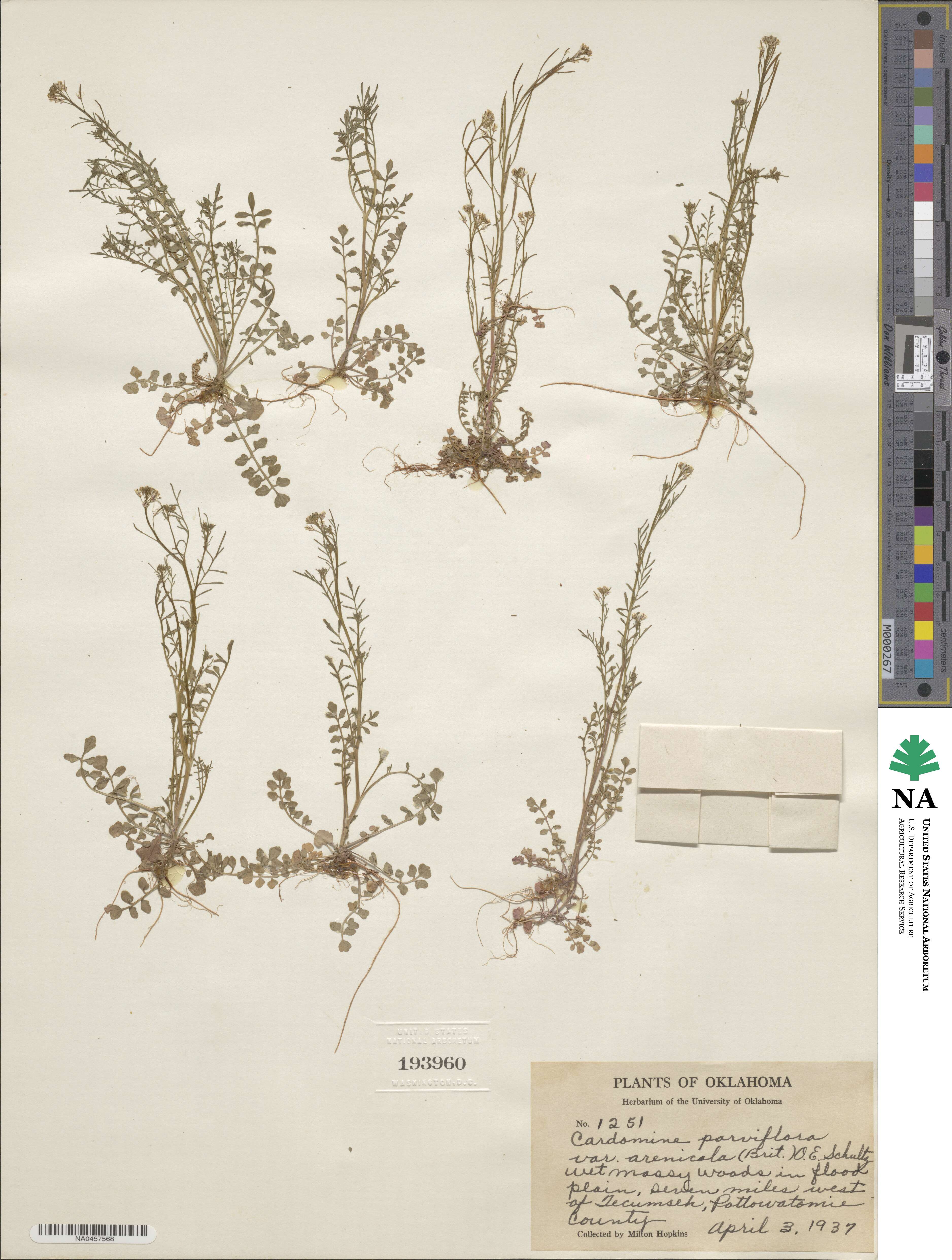 Cardamine parviflora image