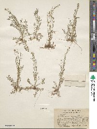 Cardamine parviflora image