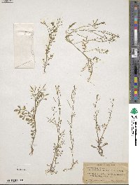 Cardamine parviflora image