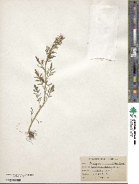 Cardamine pensylvanica image