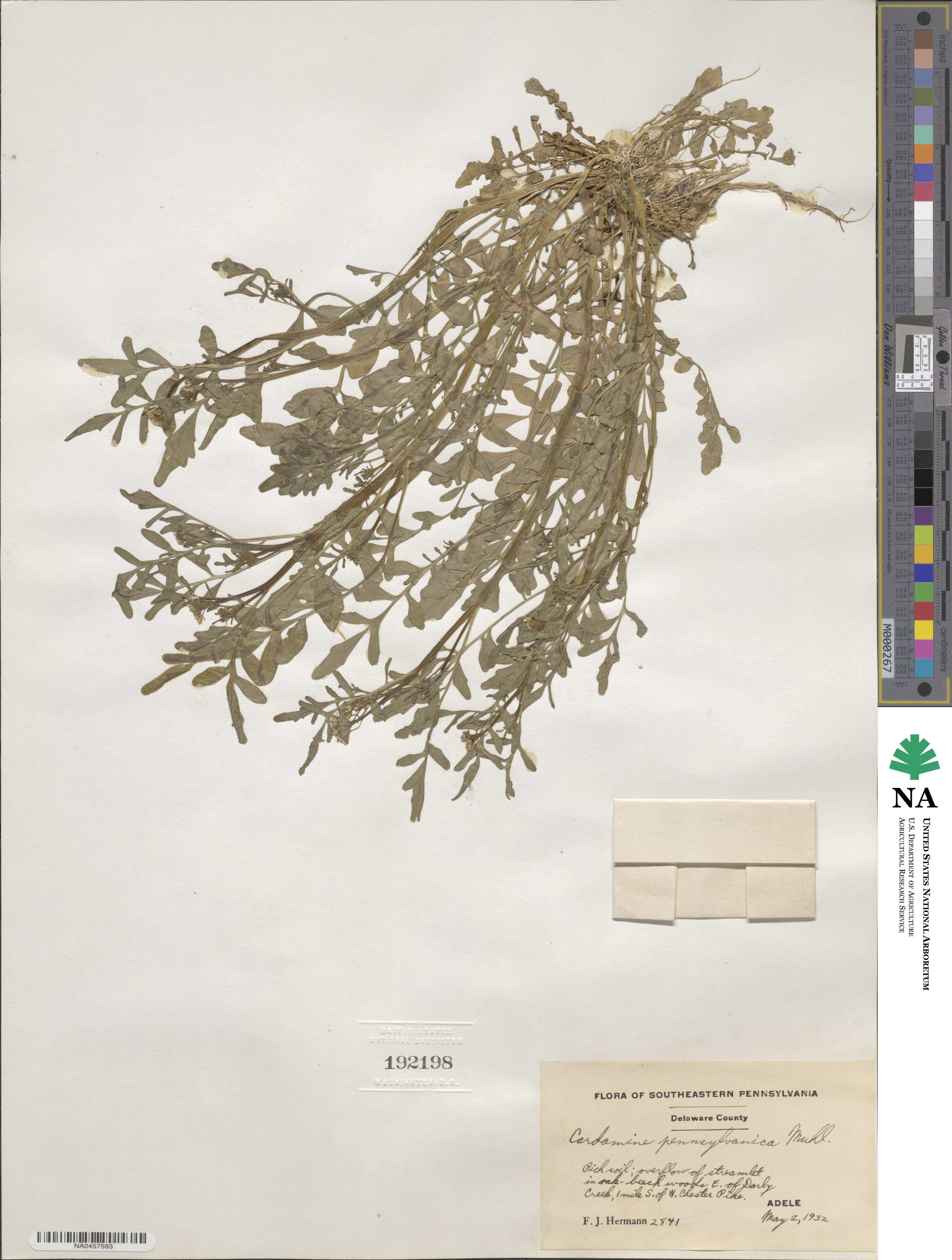 Cardamine pensylvanica image