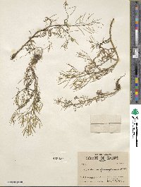 Cardamine pensylvanica image