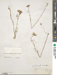 Cardamine pratensis image