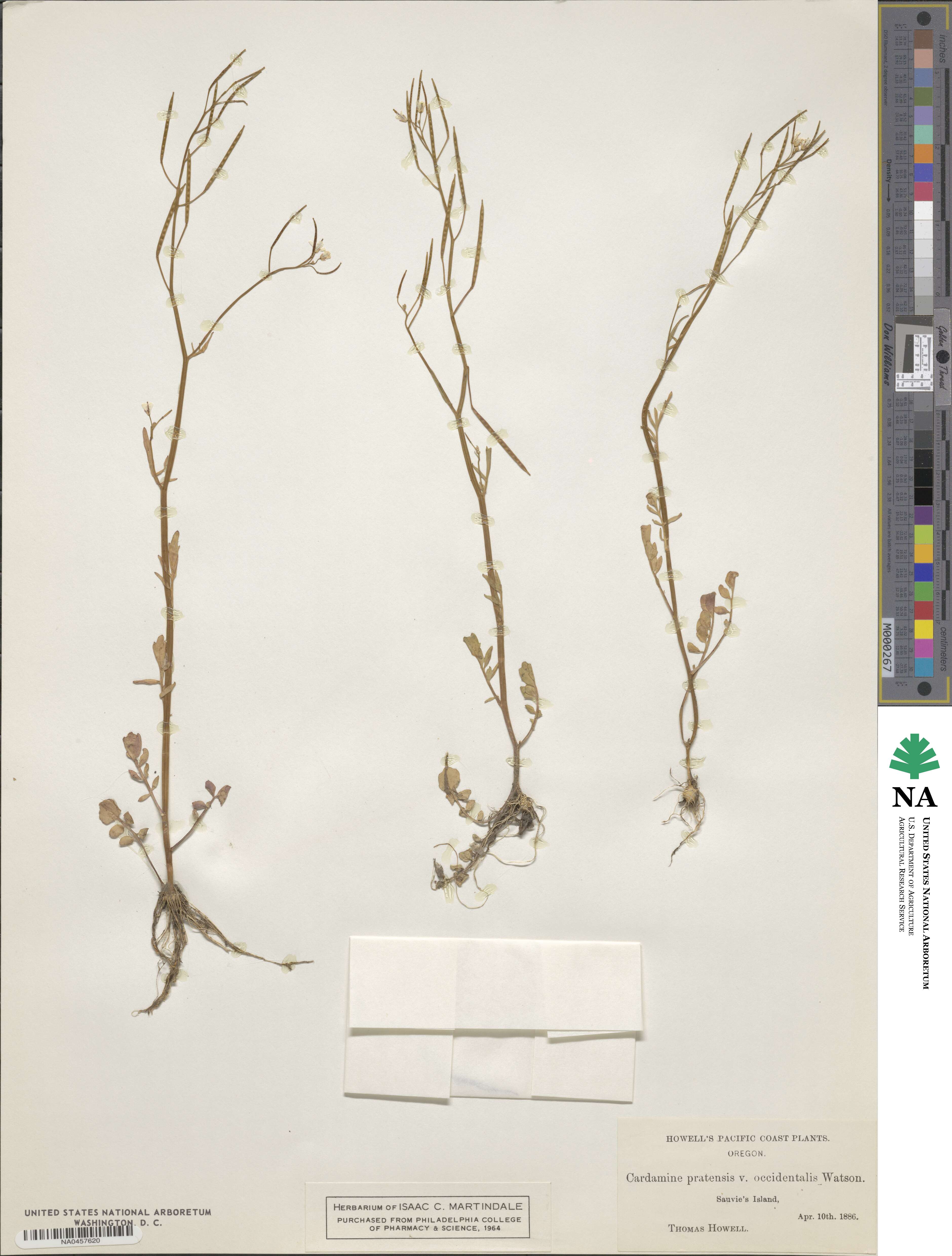 Cardamine occidentalis image