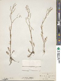 Cardamine occidentalis image