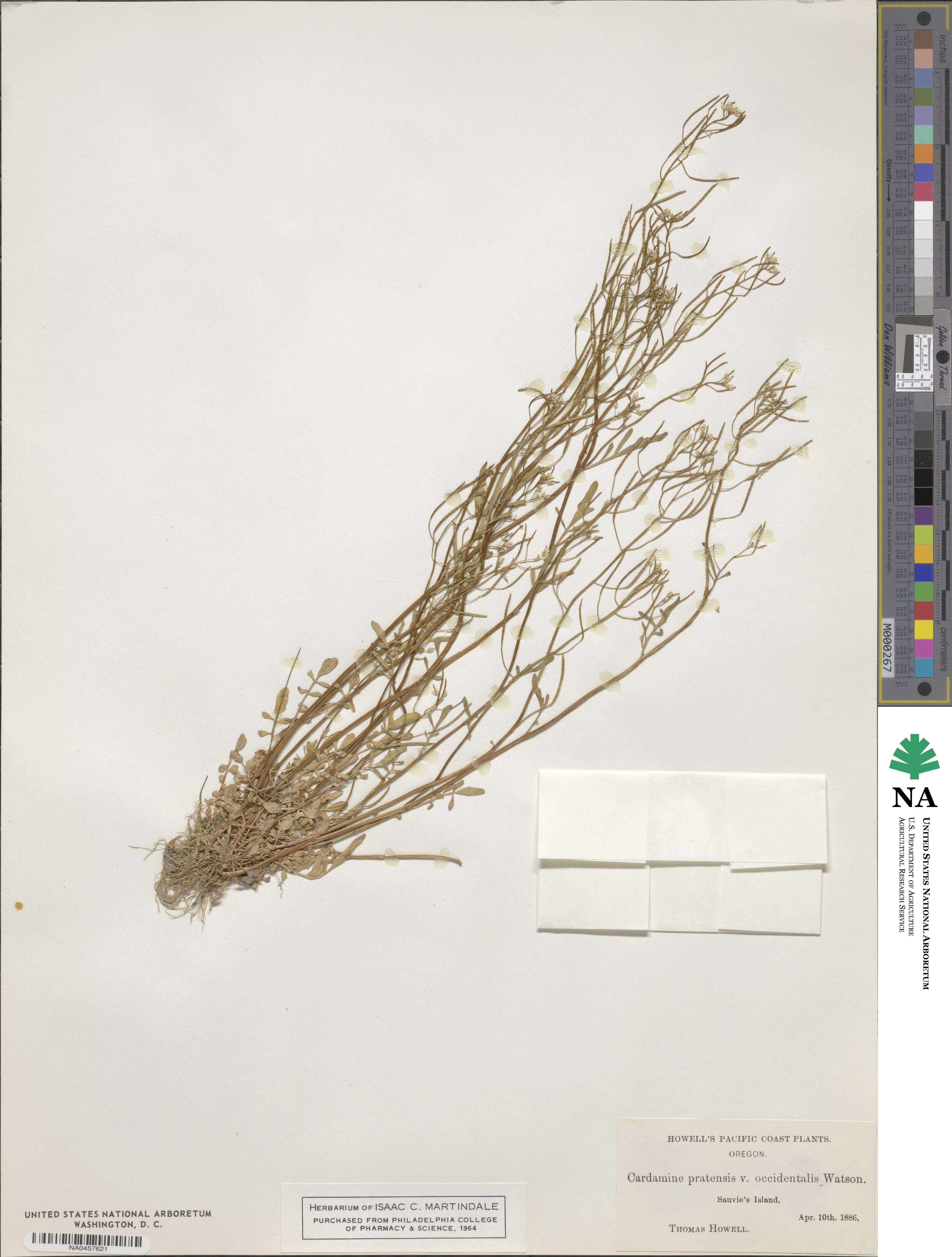 Cardamine occidentalis image
