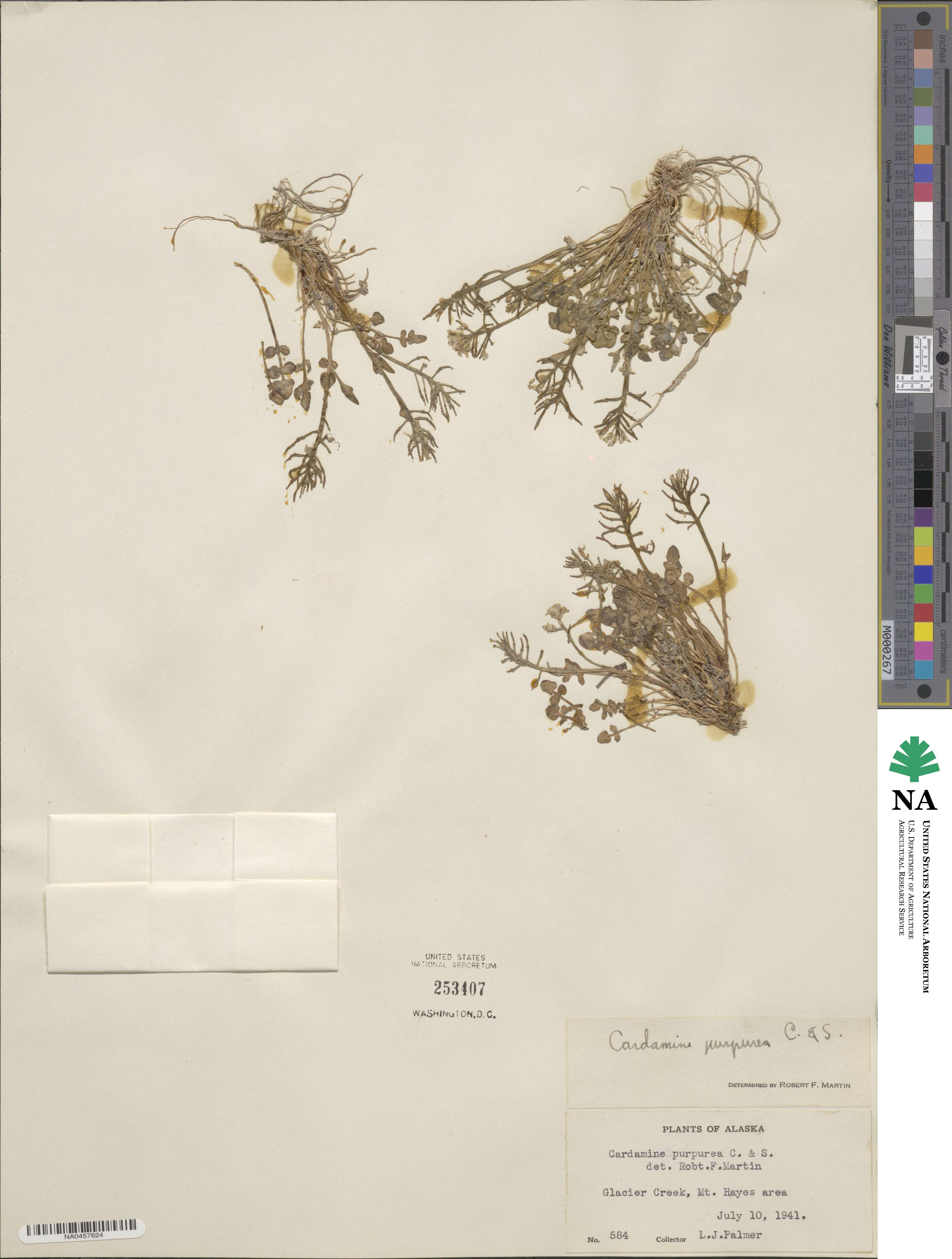 Cardamine purpurea image