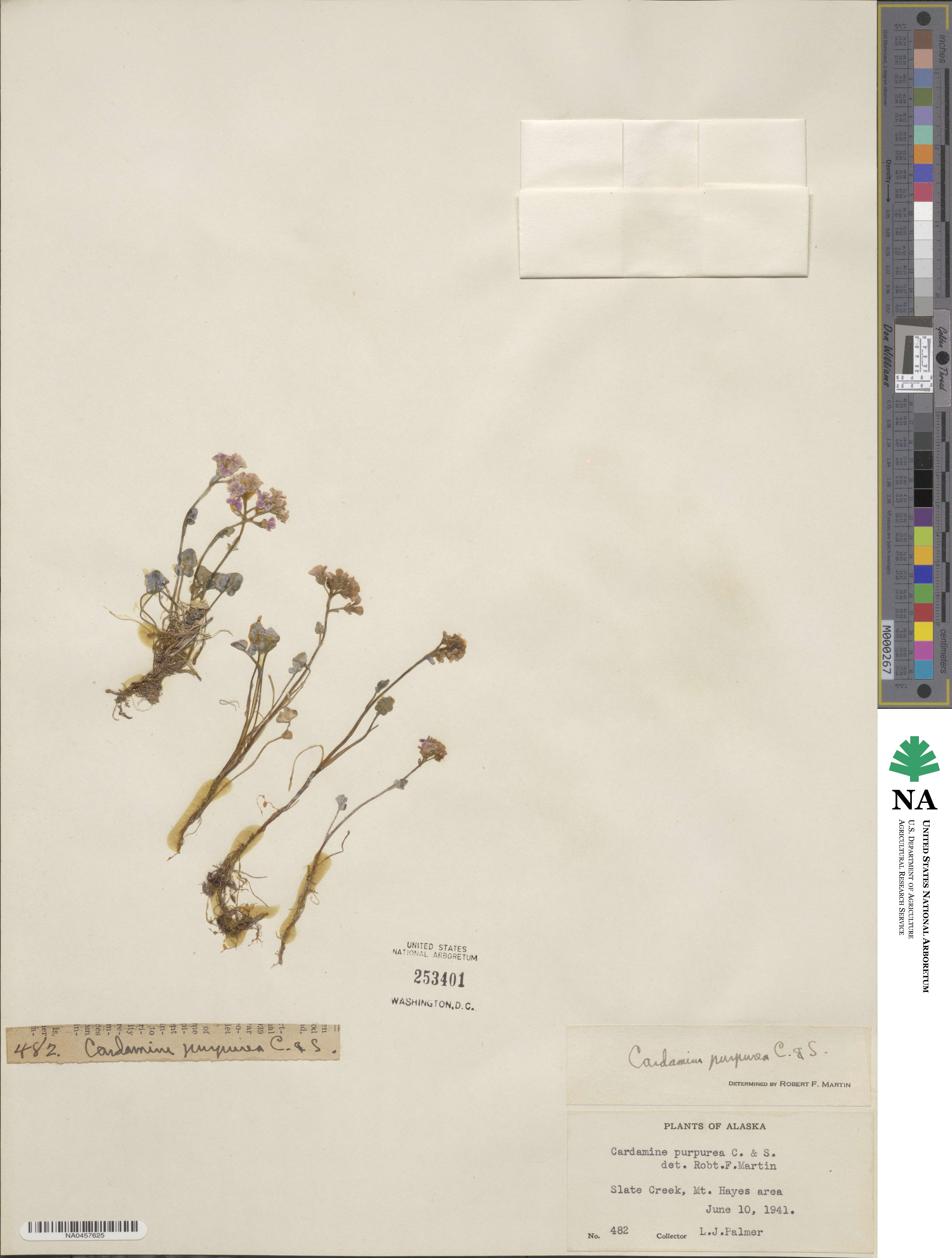 Cardamine purpurea image