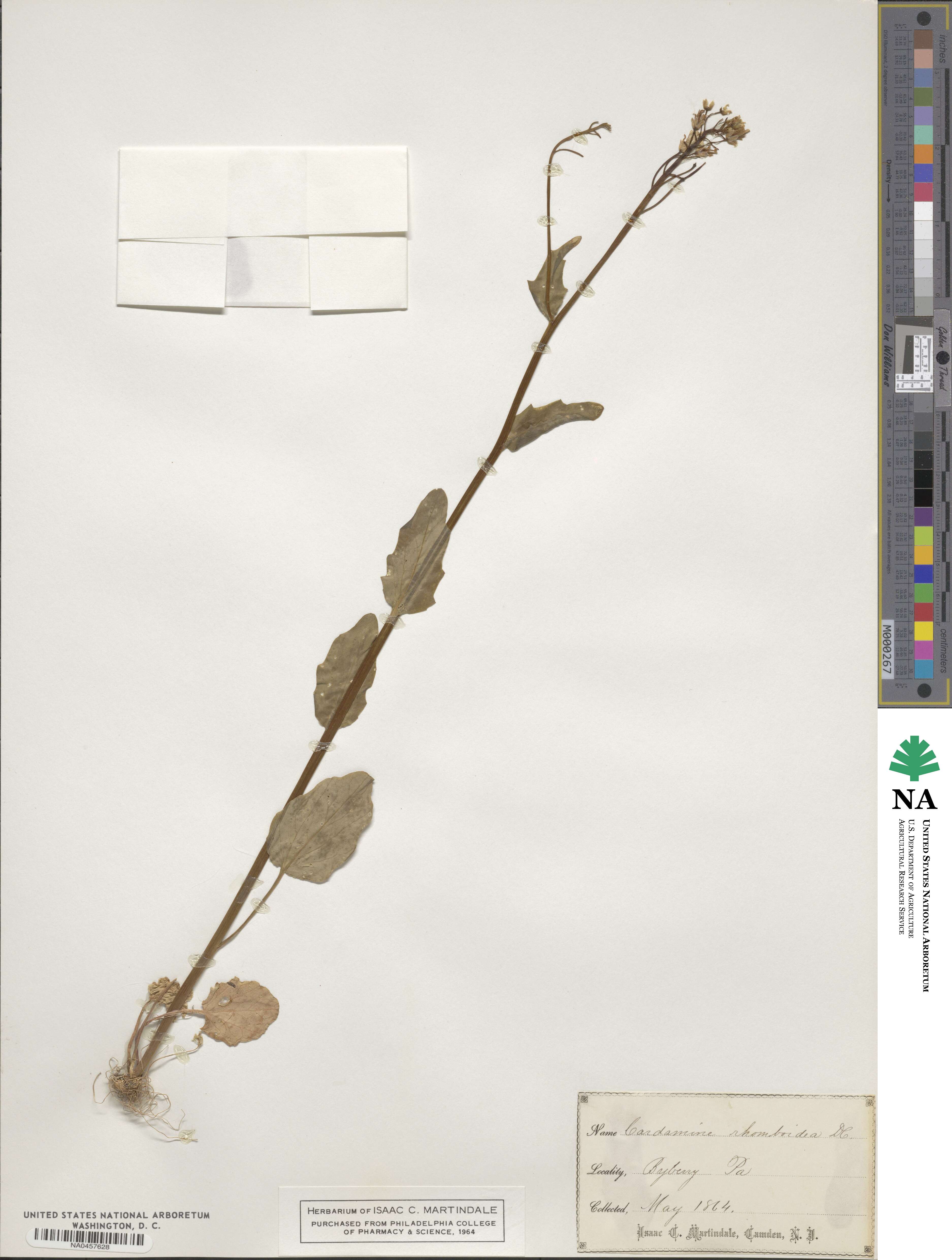 Cardamine bulbosa image