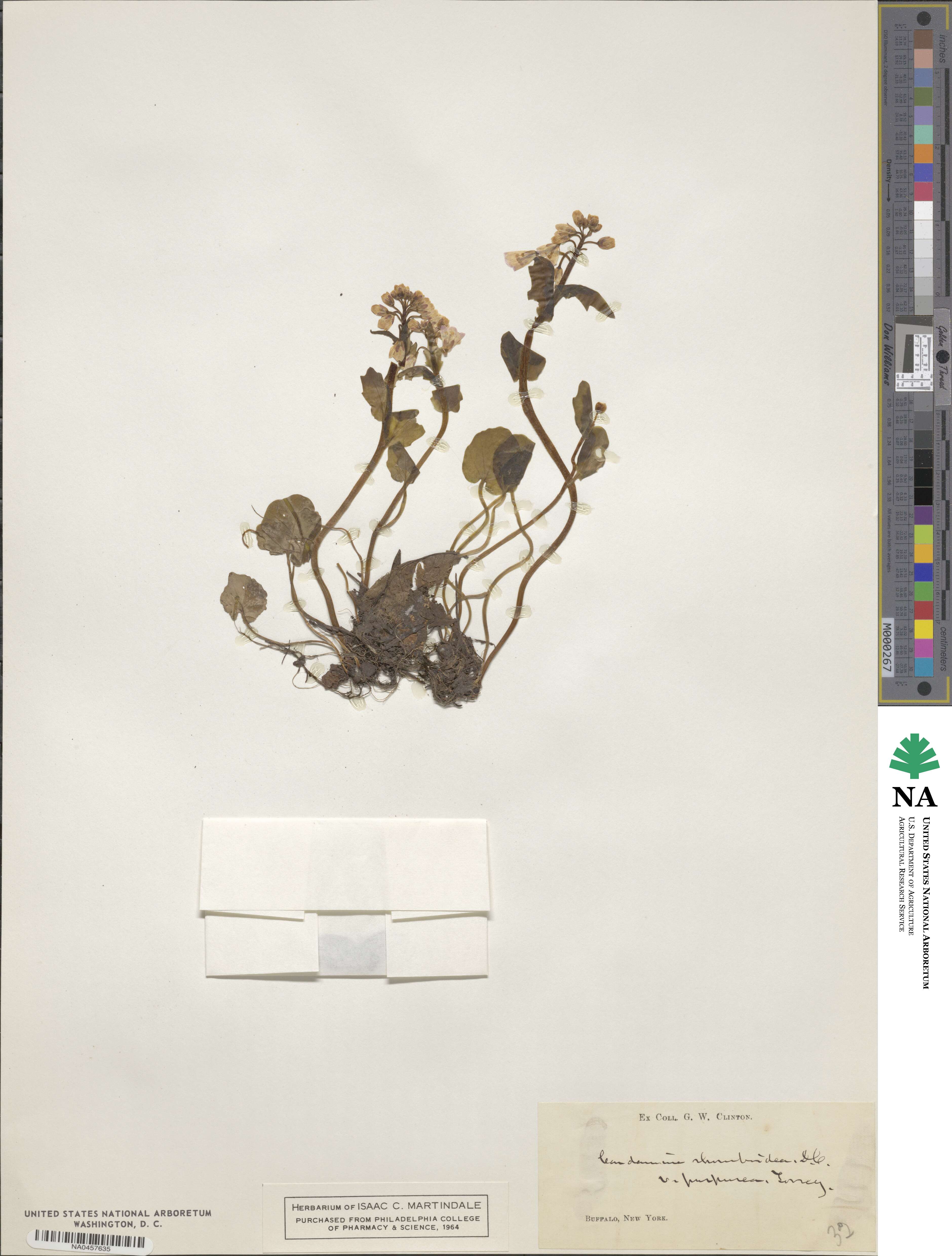 Cardamine douglassii image
