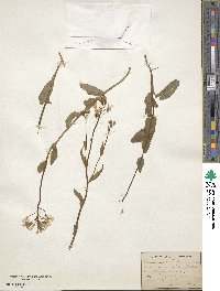 Cardamine rotundifolia image