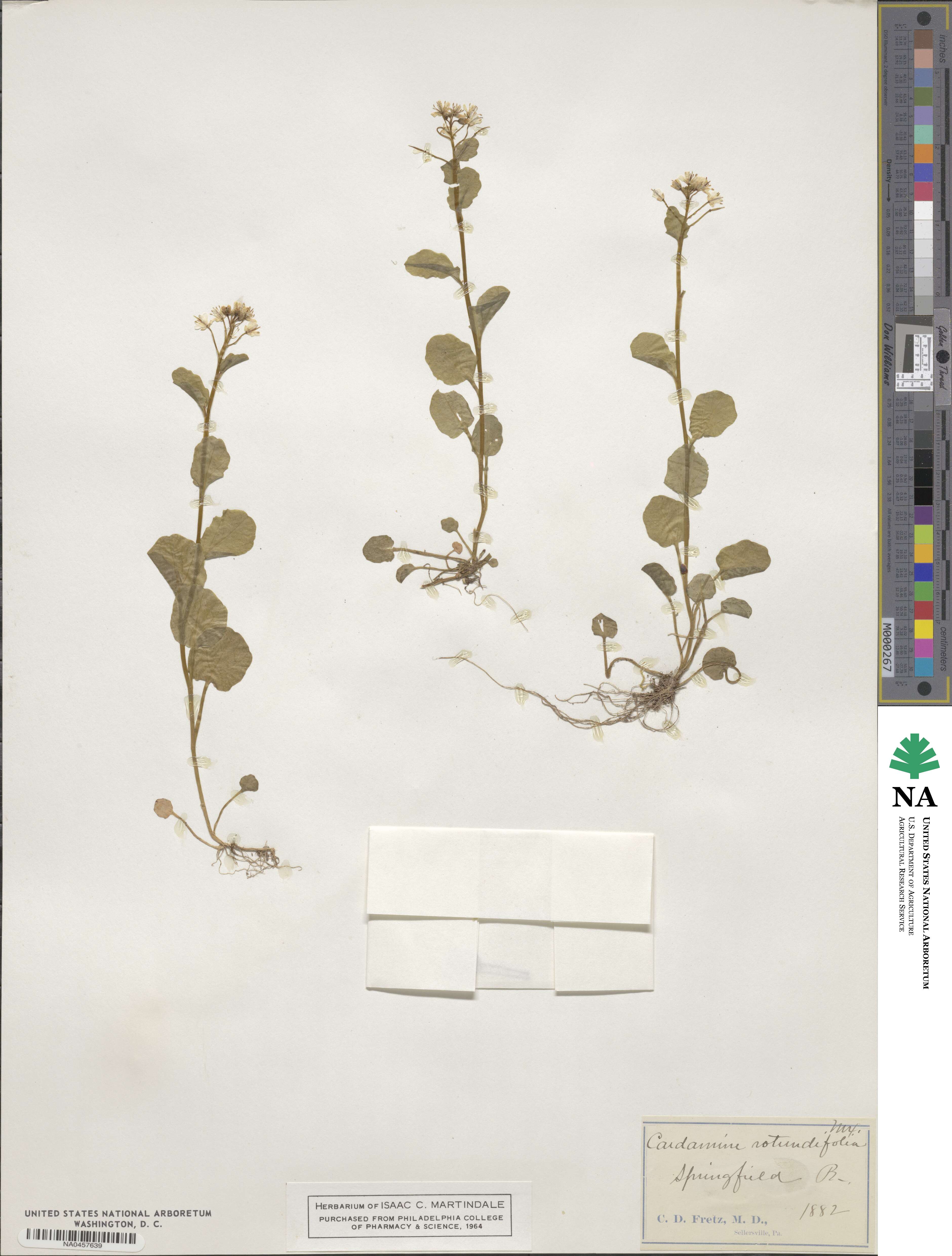 Cardamine rotundifolia image