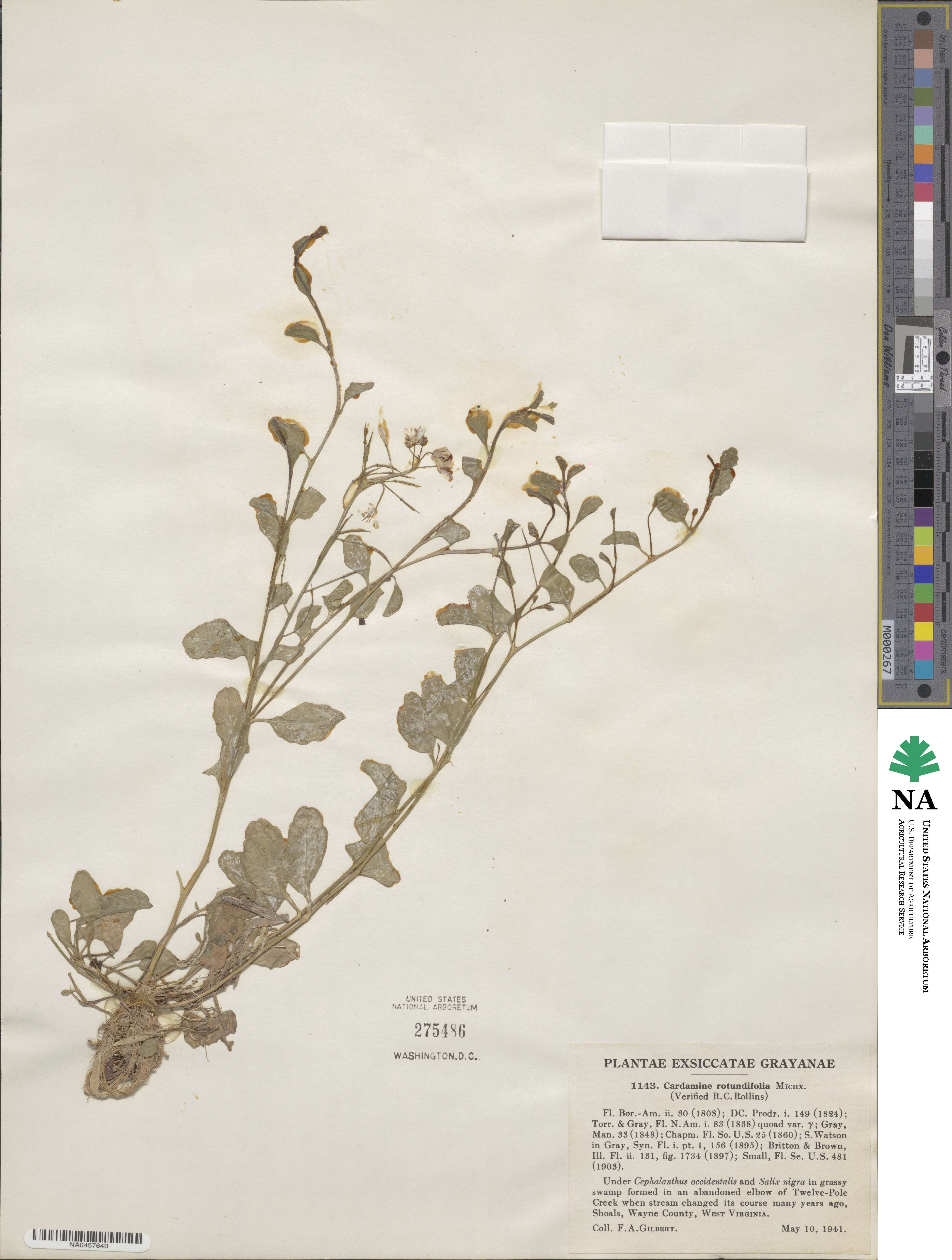 Cardamine rotundifolia image
