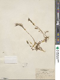 Cardamine umbellata image