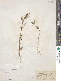 Cardamine umbellata image