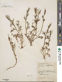 Cardamine umbellata image