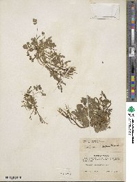 Cardamine umbellata image
