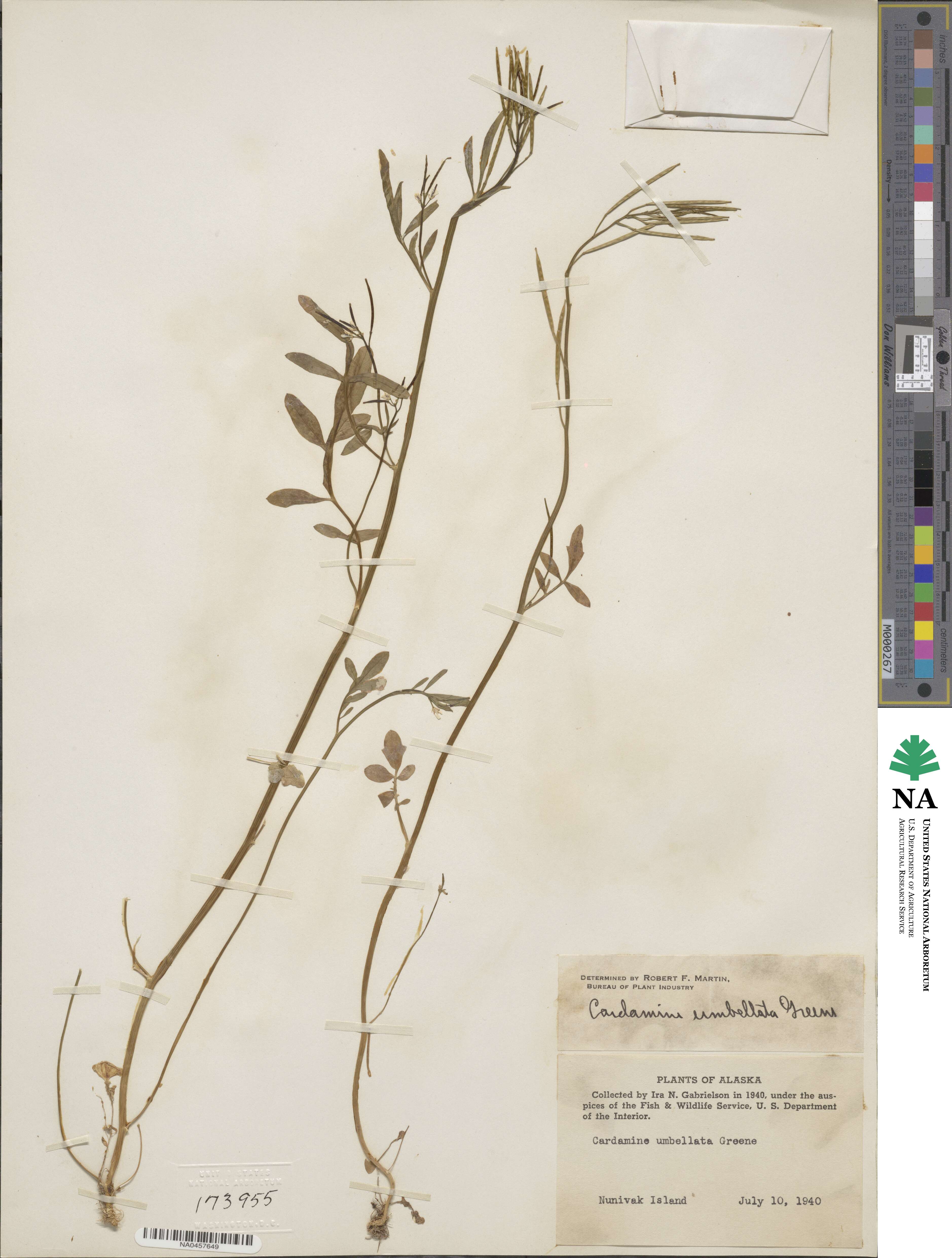 Cardamine umbellata image
