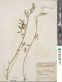 Cardamine umbellata image