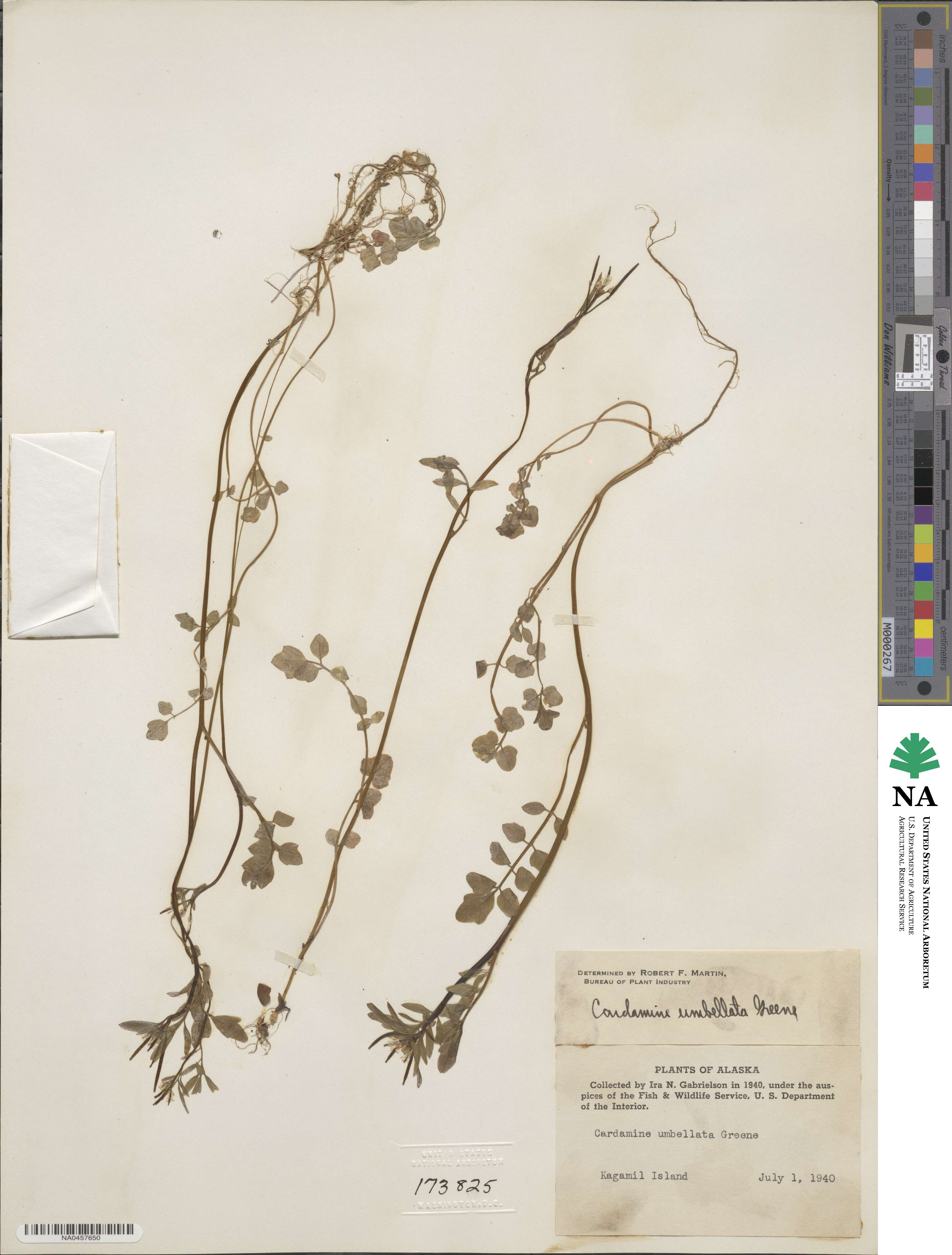 Cardamine umbellata image