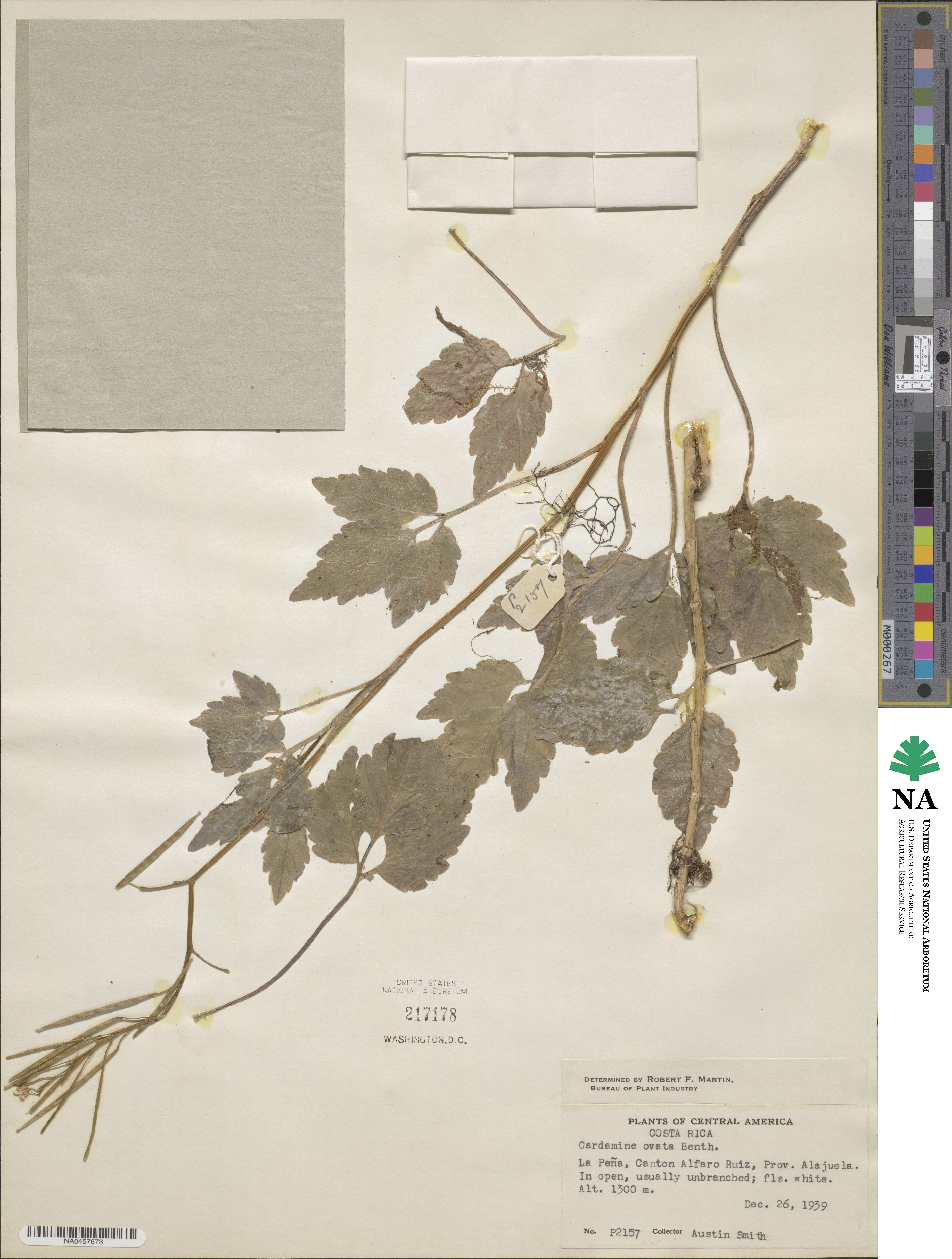 Cardamine ovata image