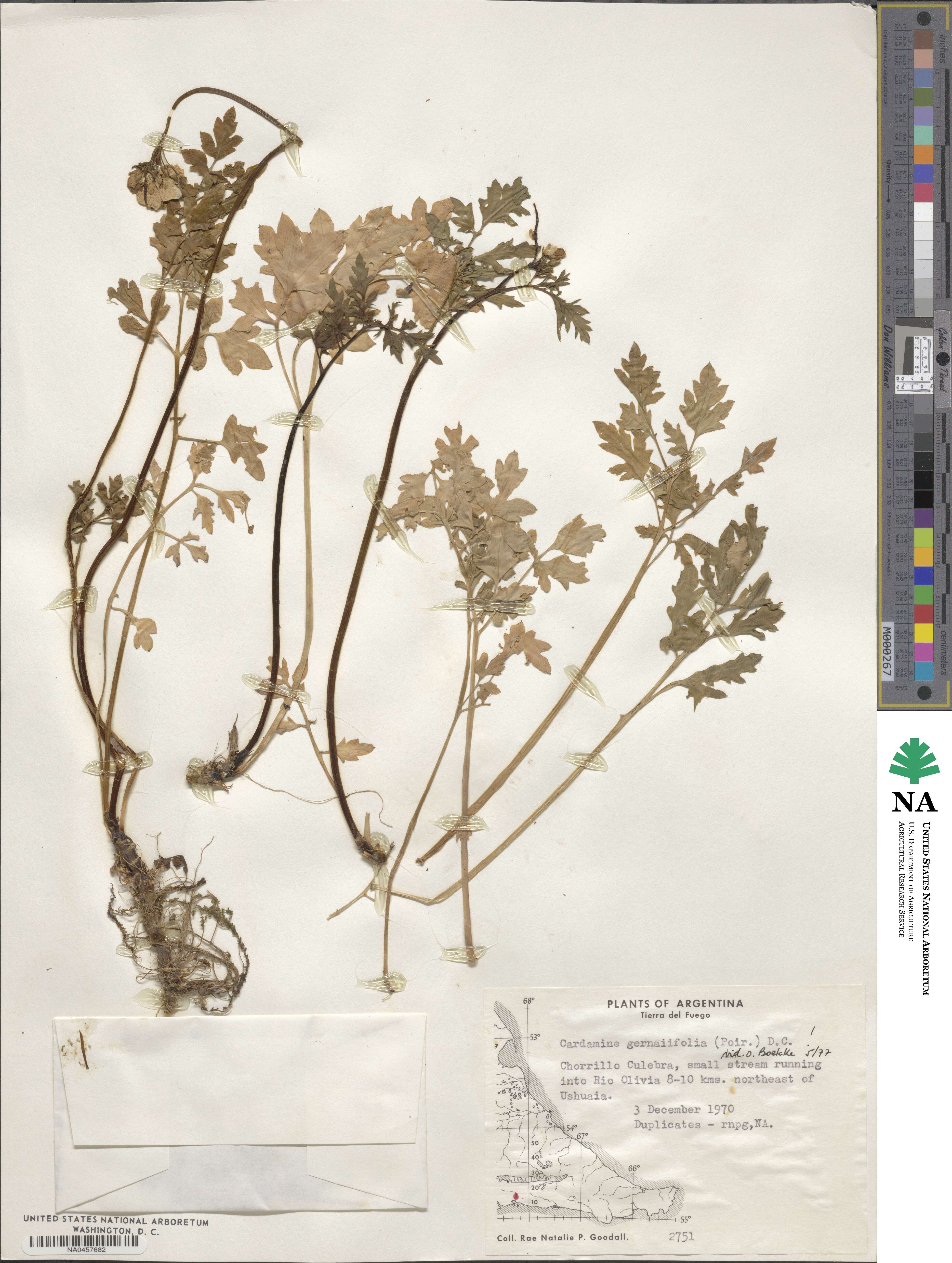 Cardamine geraniifolia image