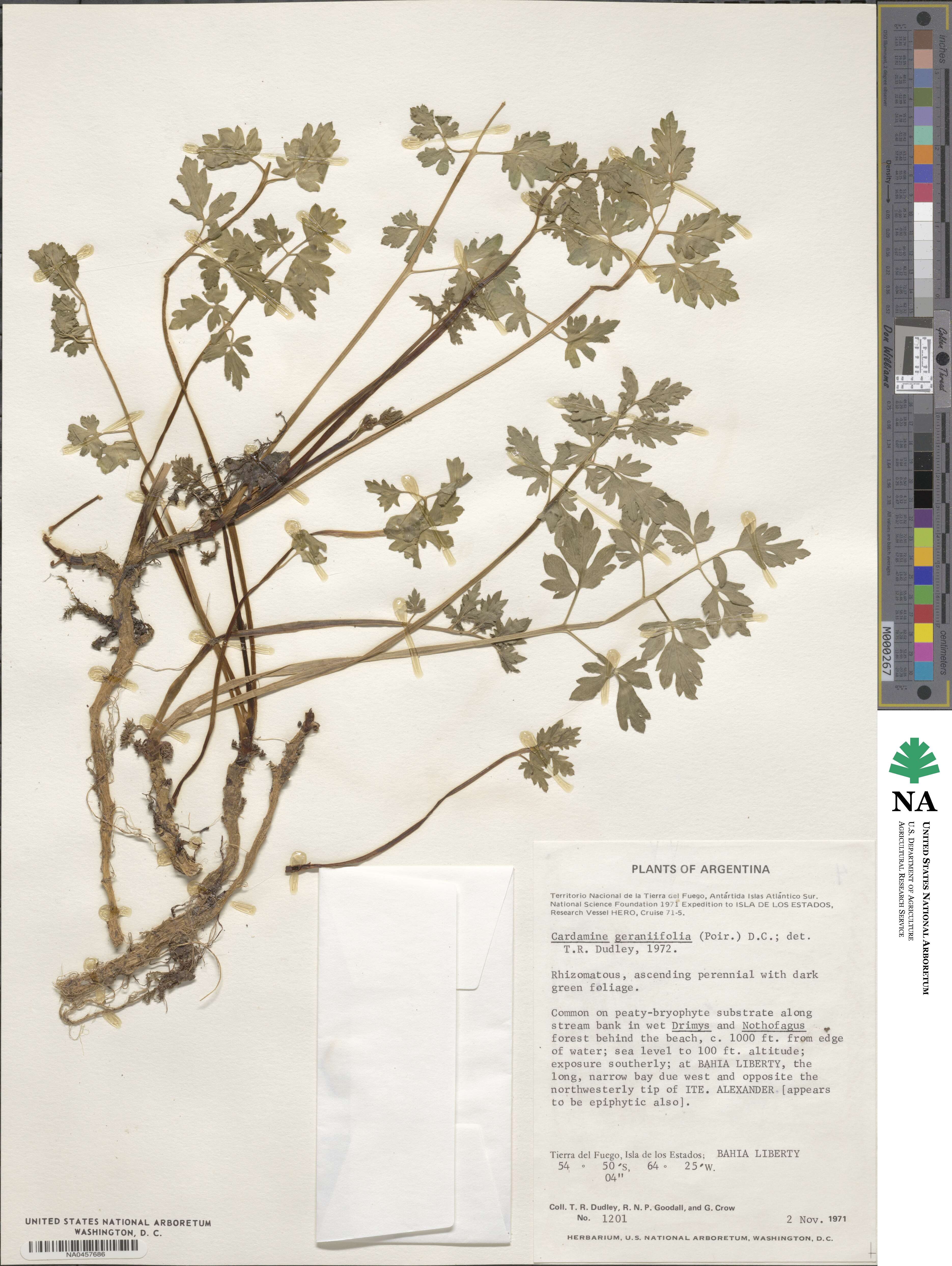 Cardamine geraniifolia image