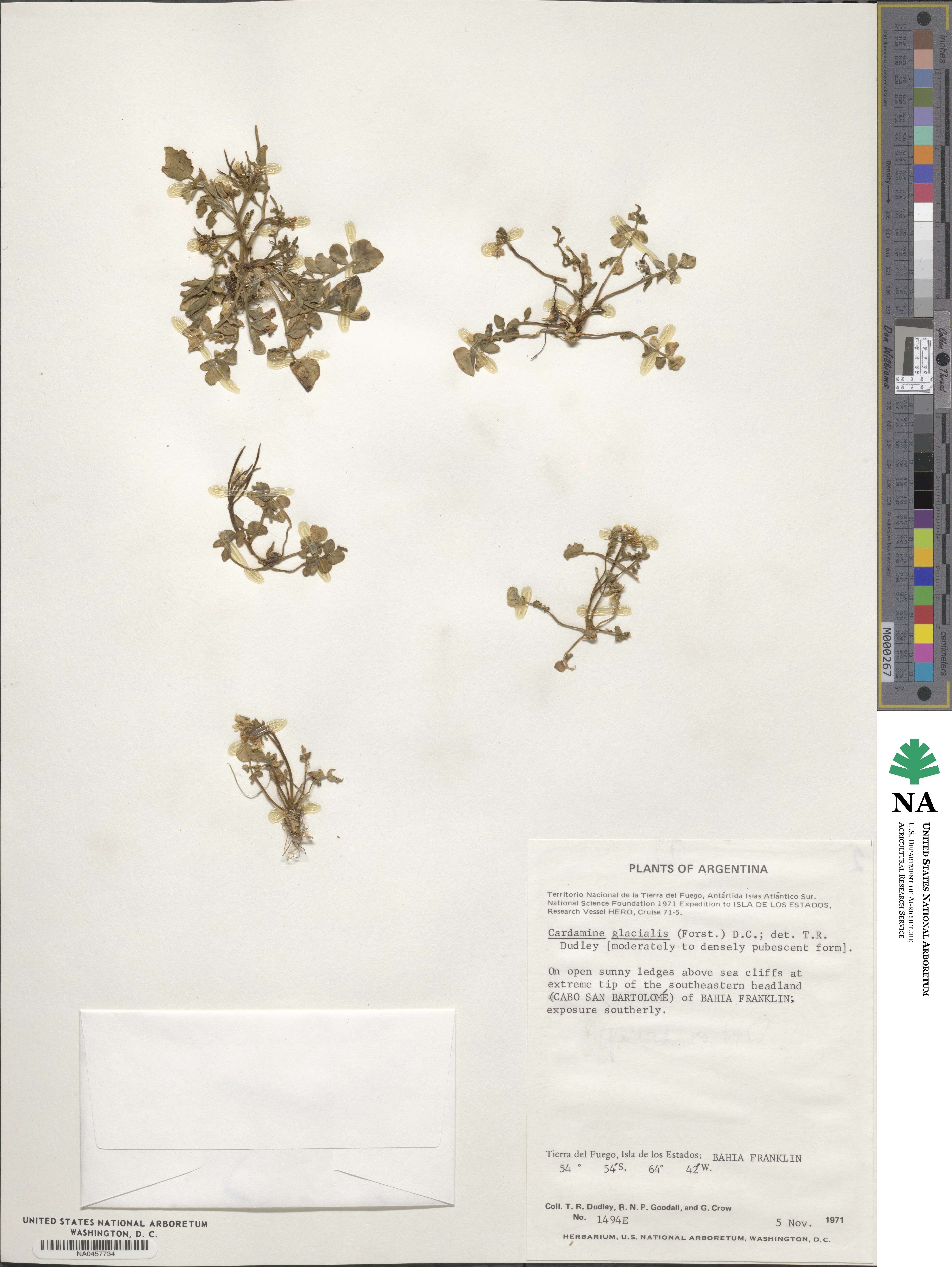 Cardamine glacialis image