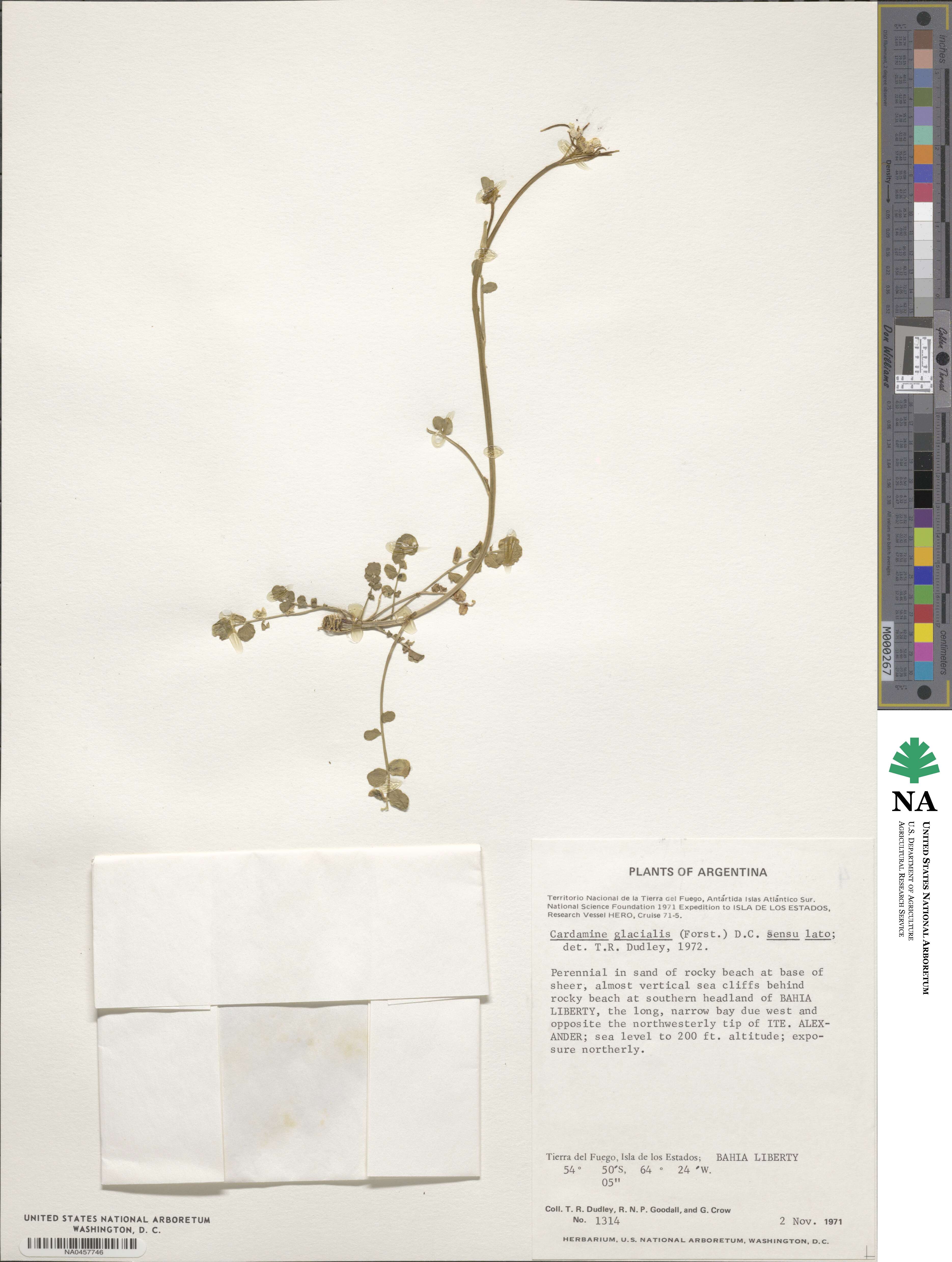 Cardamine glacialis image