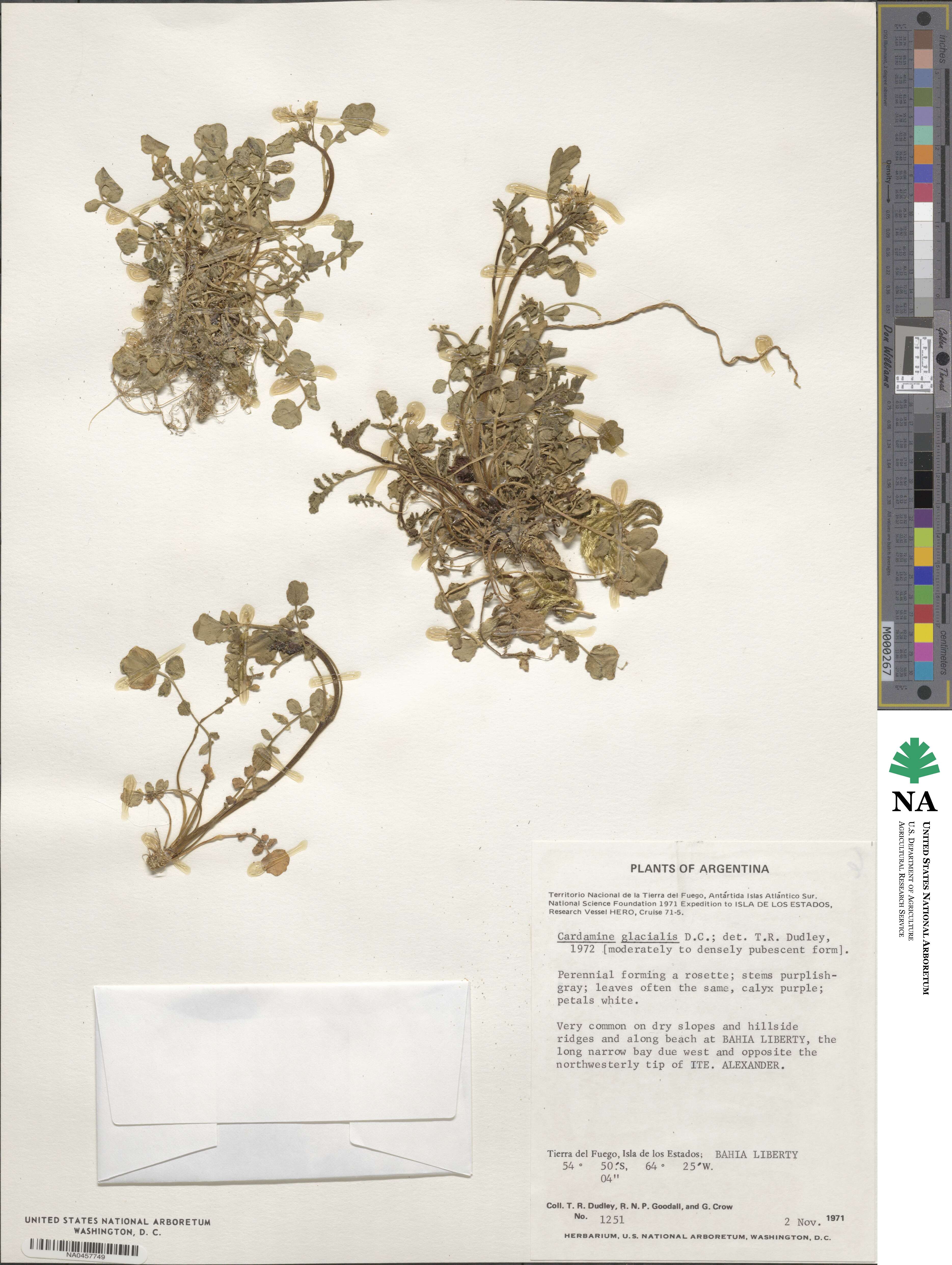 Cardamine glacialis image