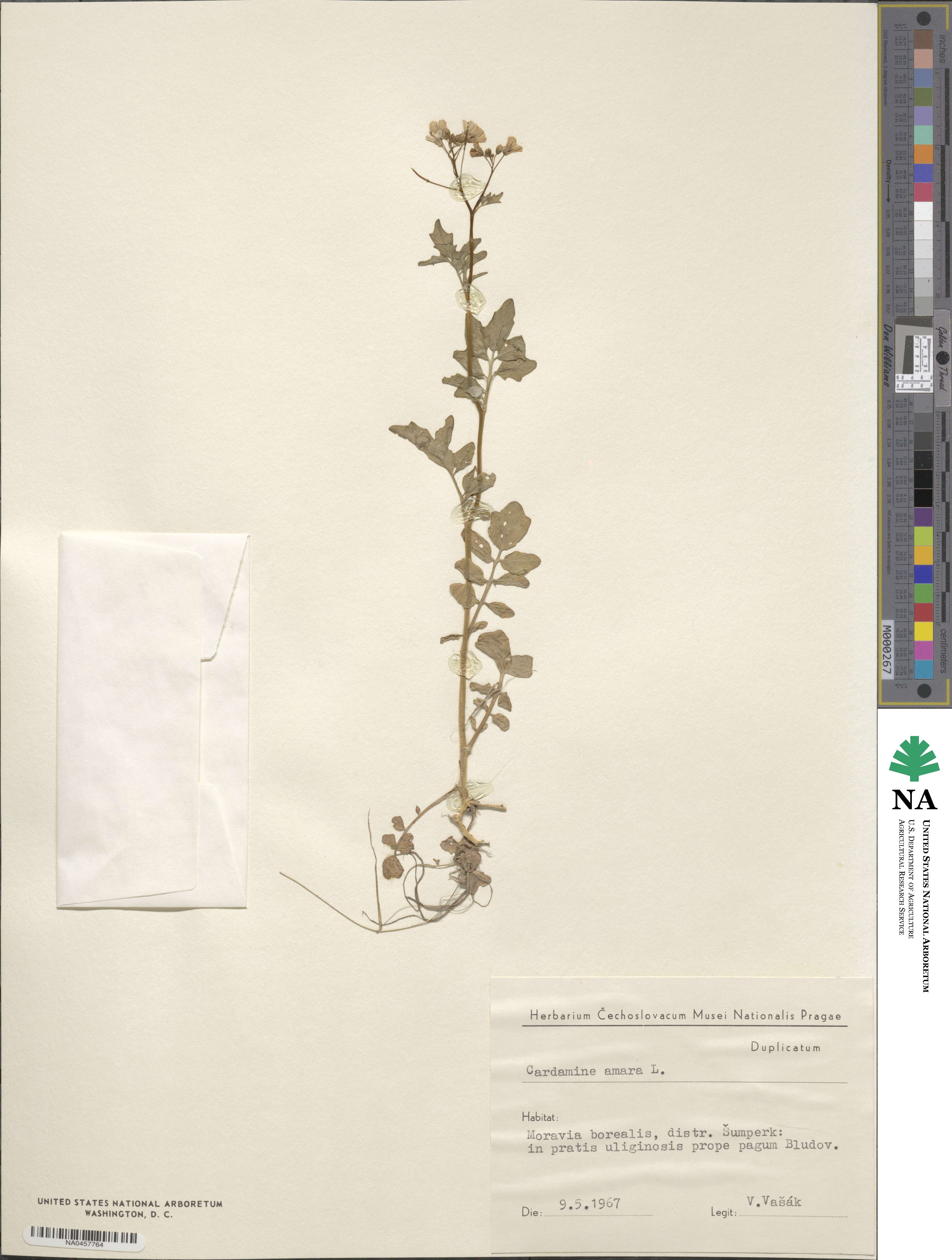 Cardamine amara image