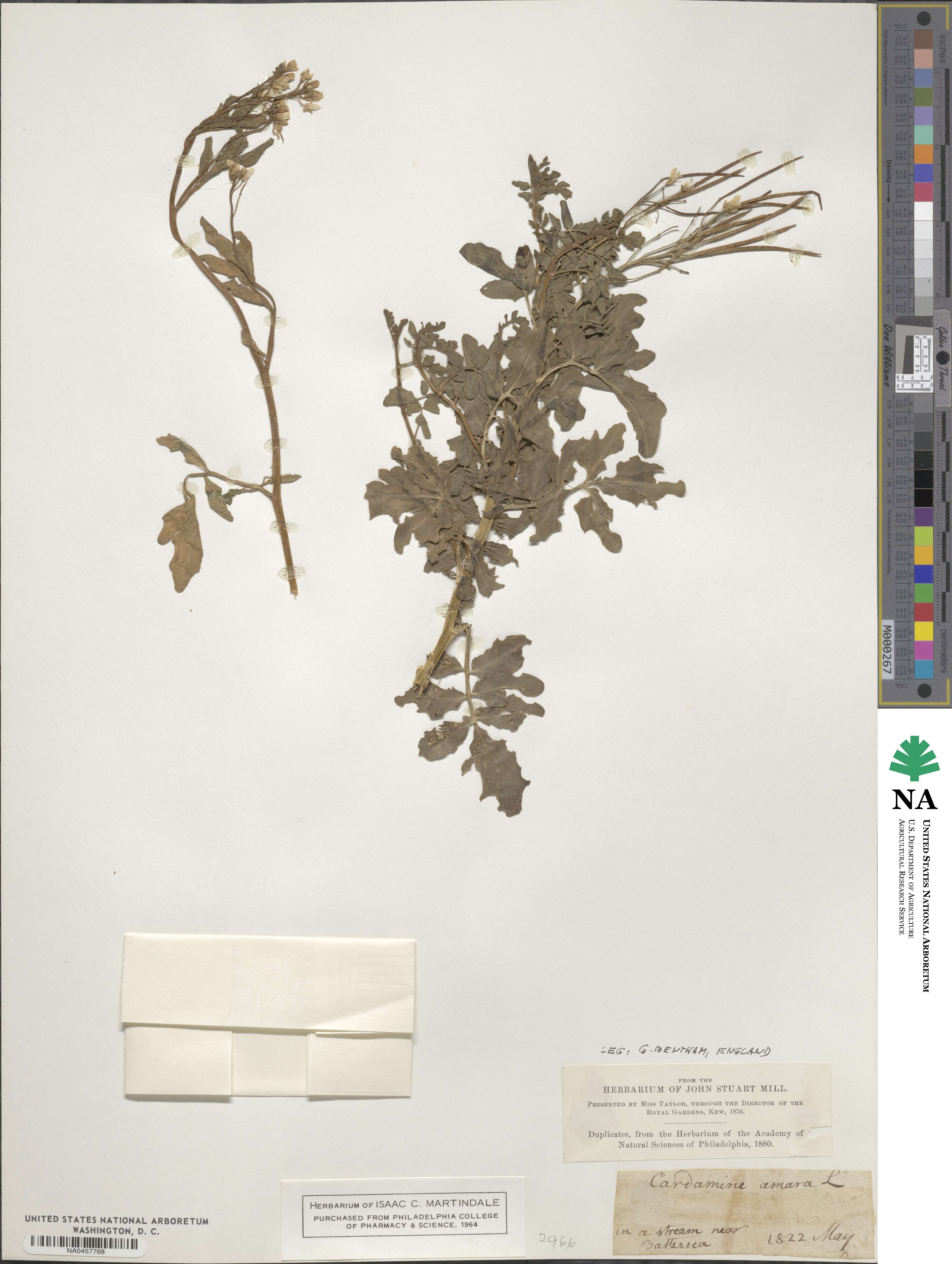 Cardamine amara image