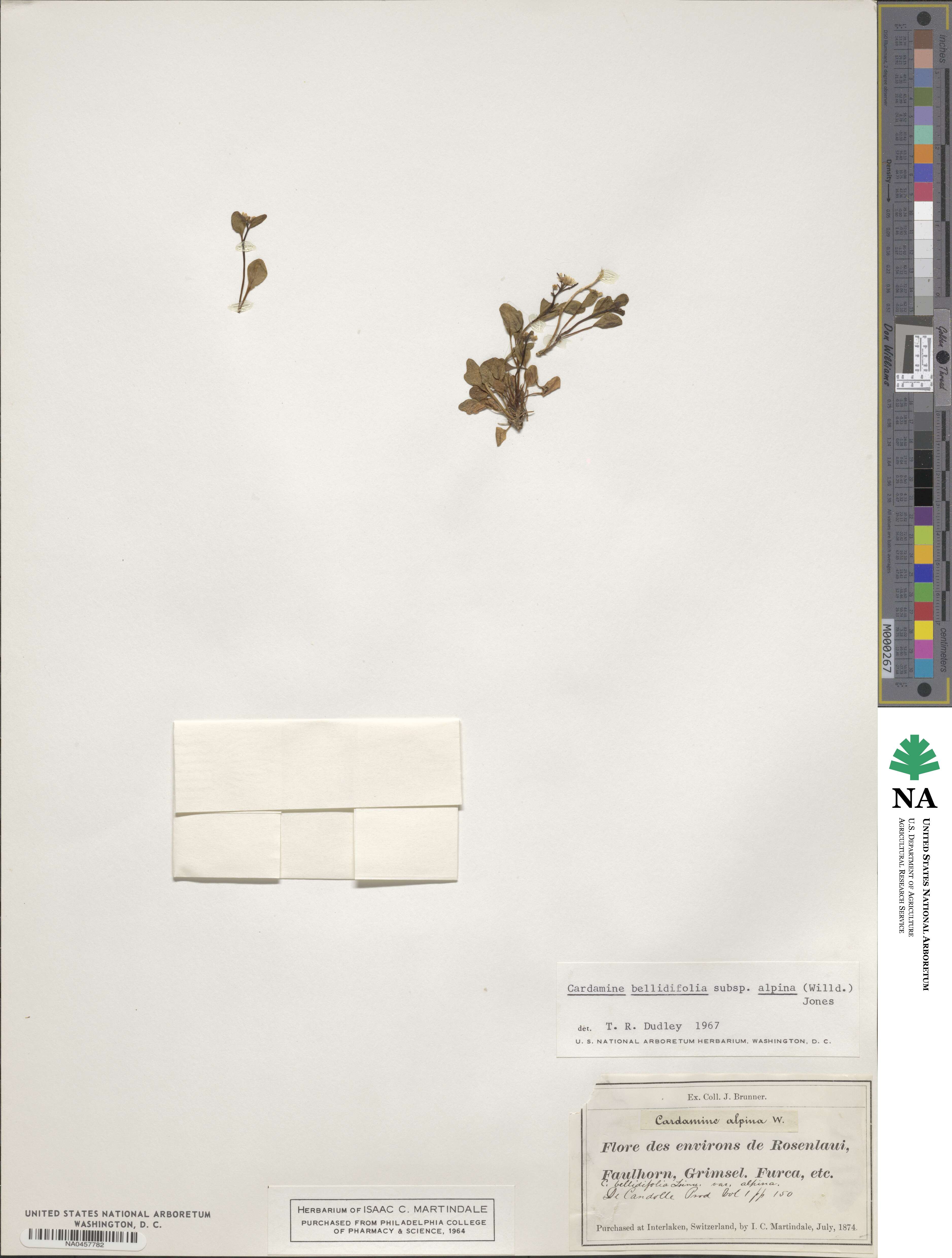 Cardamine bellidifolia image