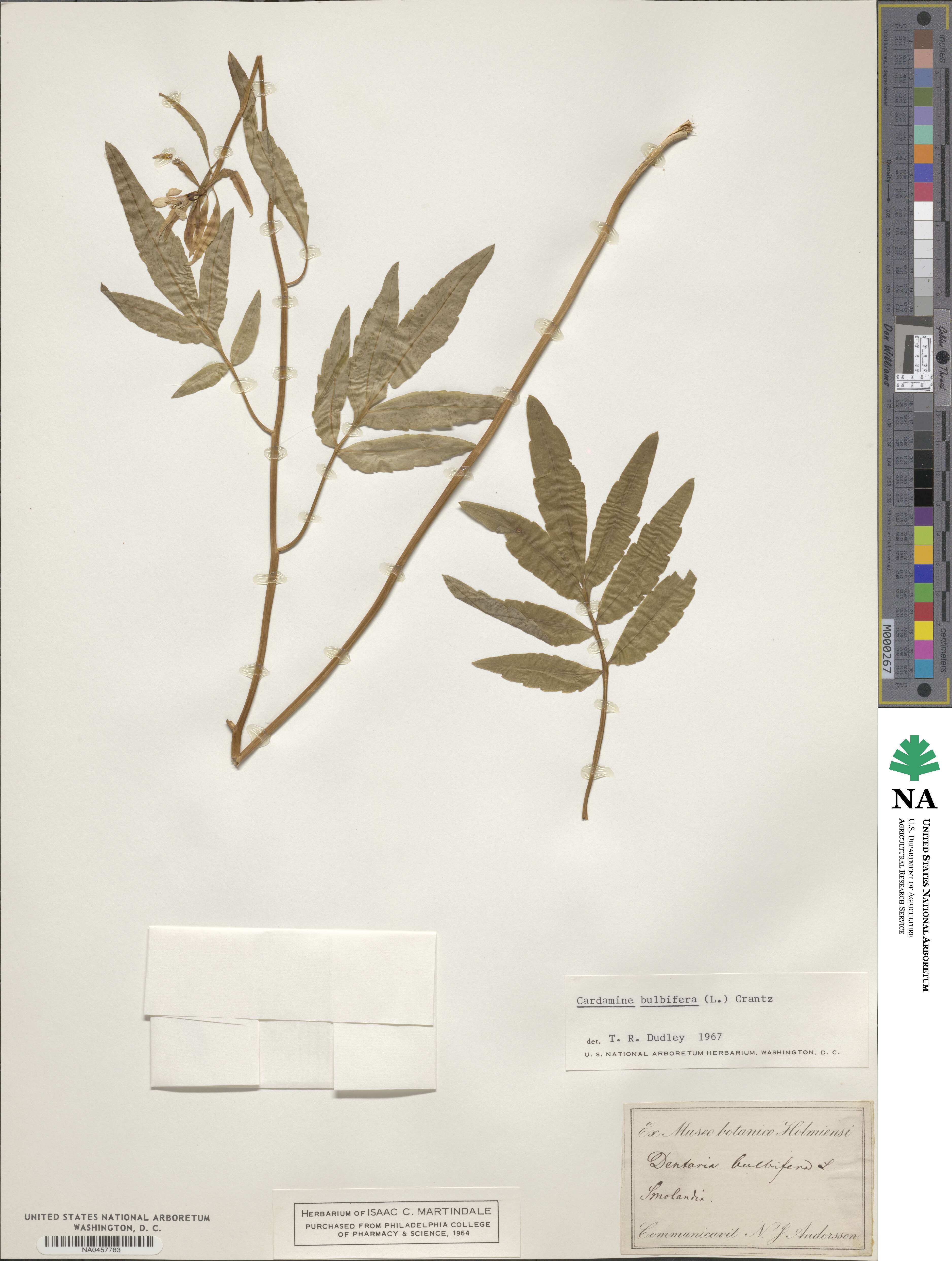 Cardamine bulbifera image