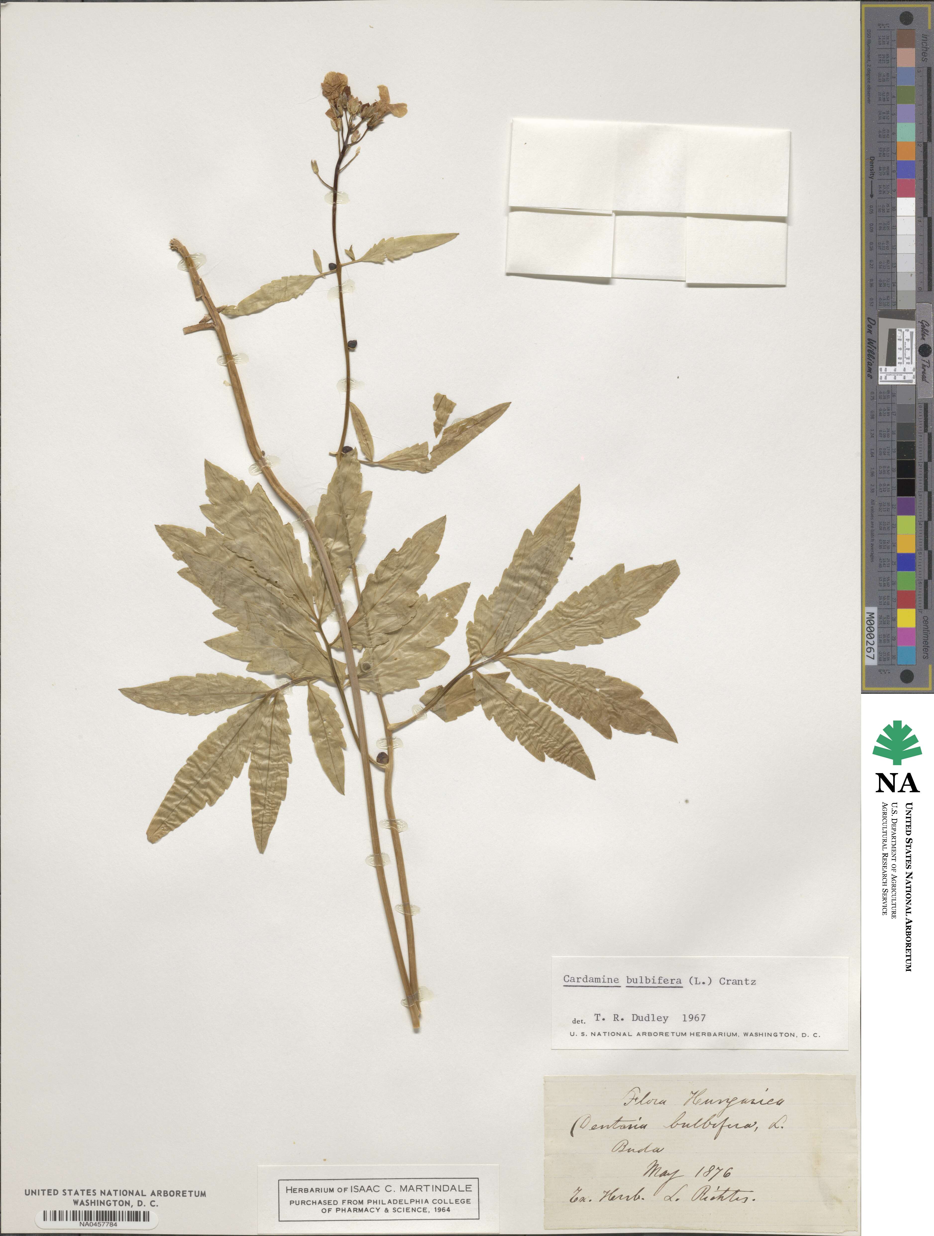 Cardamine bulbifera image